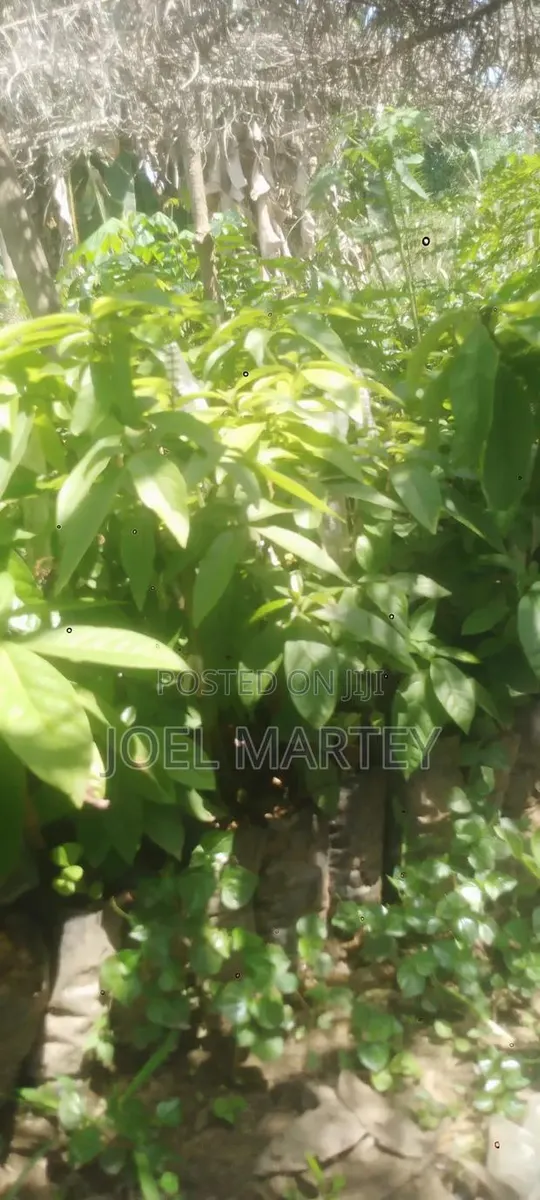 Avocado Seedlings · Photo 1