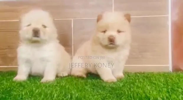 1-3 months Male Purebred Chow Chow · Photo 1