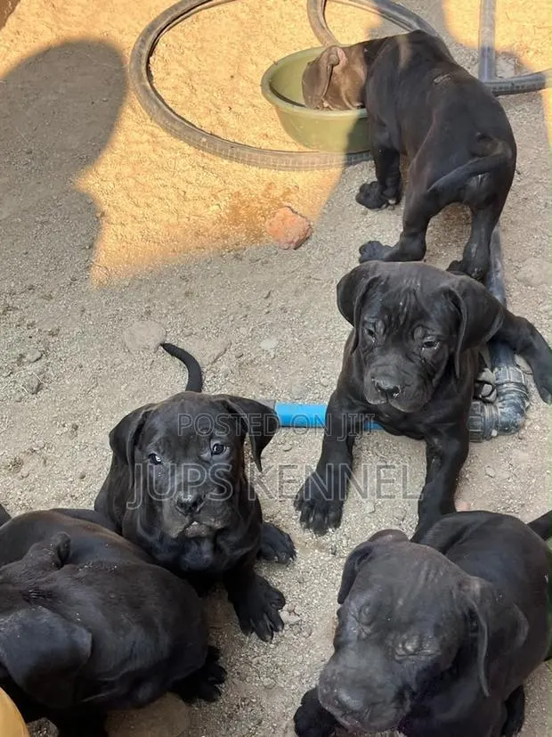 1-3 months Female Purebred Cane Corso · Photo 1