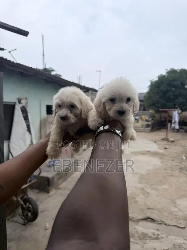 1-3 months Male Mixed Breed Poodle · Photo 1
