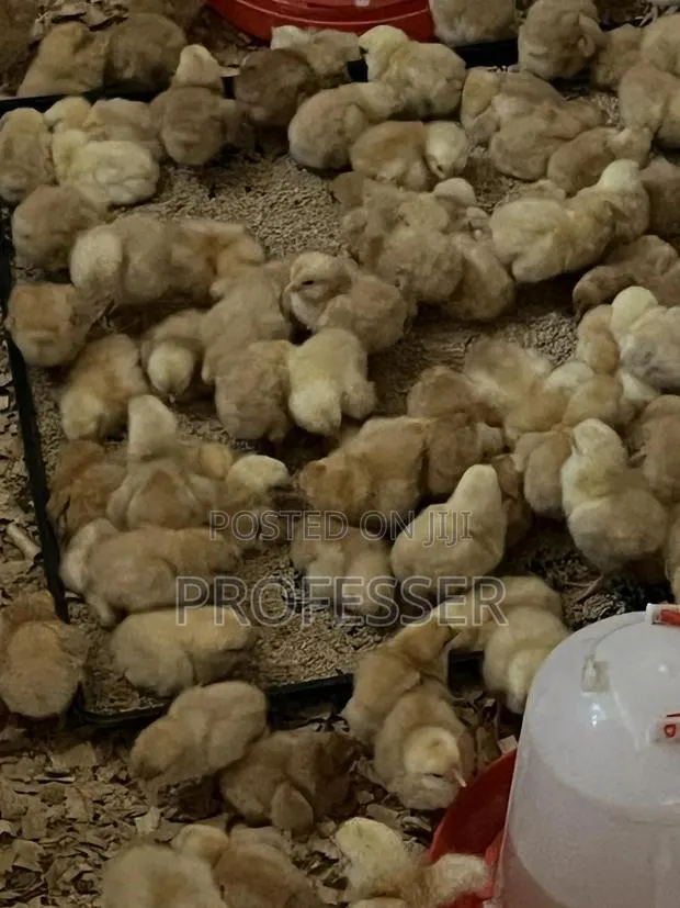 Sasso Day Old Chicks · Photo 1