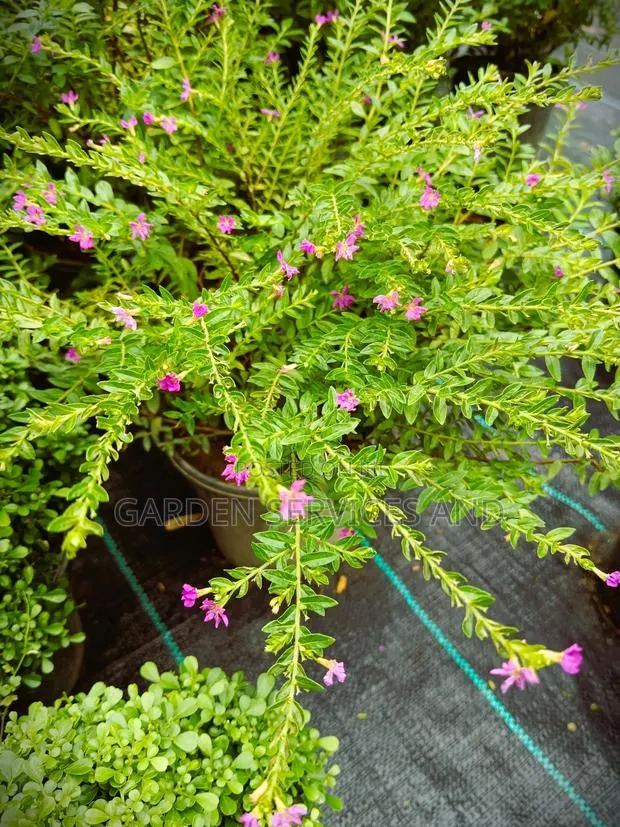 Cuphea Hyssopifolia Flower for Sale · Photo 1