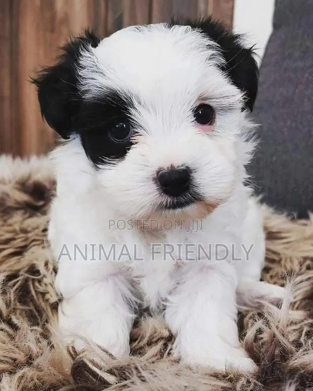 1-3 months Female Purebred Poodle · Photo 1