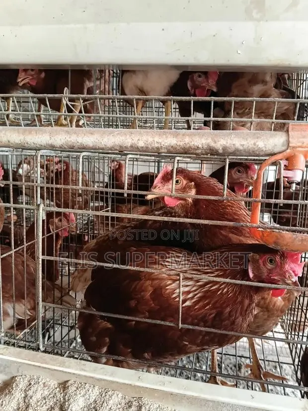 Poultry Hen · Photo 1