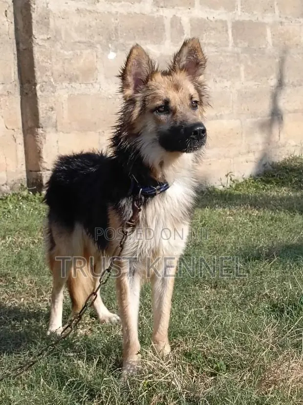 6-12 months Male Purebred German Shepherd · Photo 1