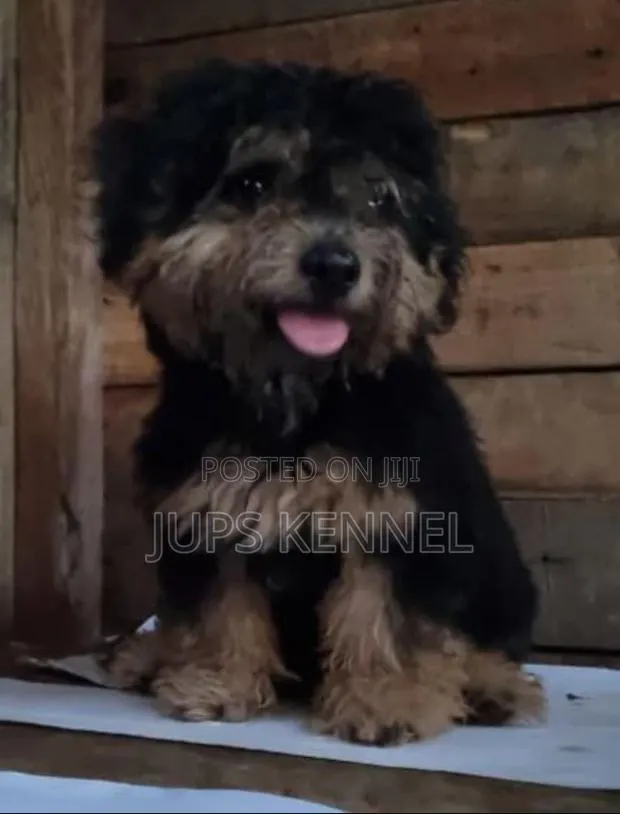 1-3 months Male Purebred Poodle · Photo 1