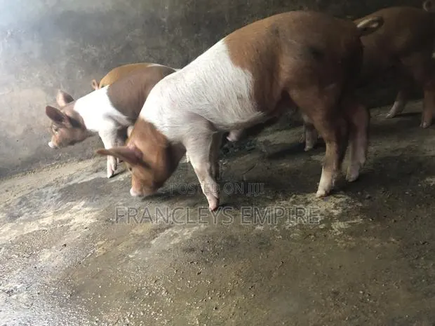 Yorkshire and Duroc Crossbreed Piglets. Fastest Growing Breed. · Photo 1