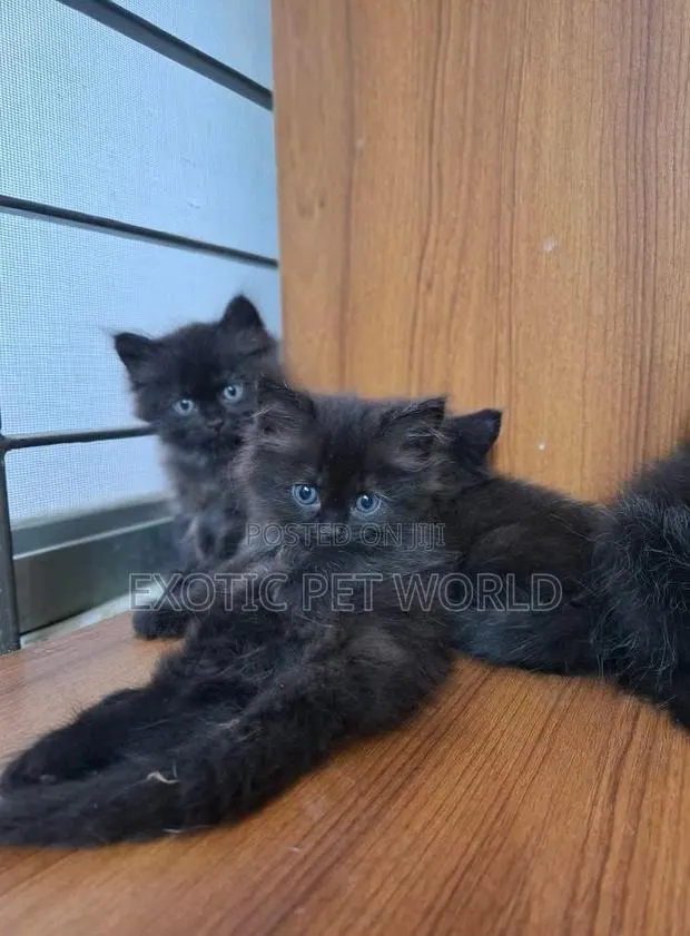 0-1 month Female Purebred Persian · Photo 1