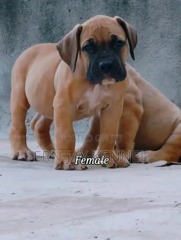 1-3 months Male Purebred Boerboel · Photo 1