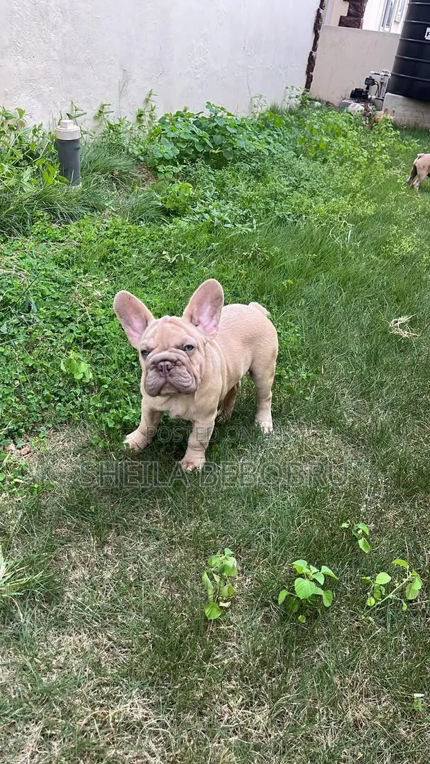 3-6 months Female Purebred French Bulldog · Photo 1