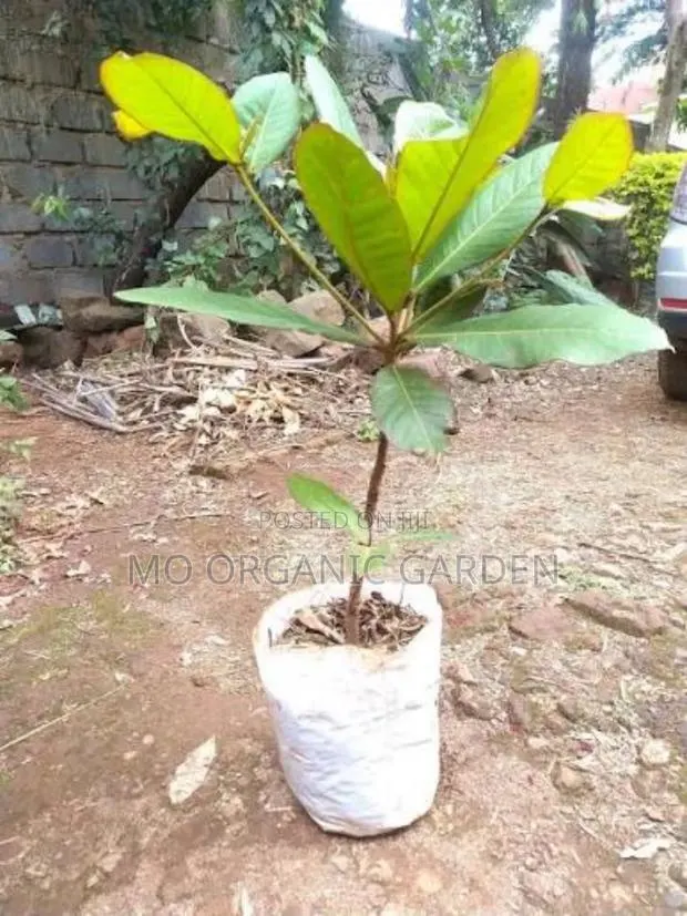 Indian Almond Plant Seedling · Photo 1