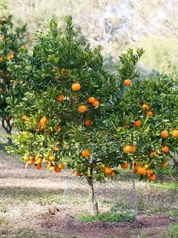 Clementine Orange Plant Seedling · Photo 3