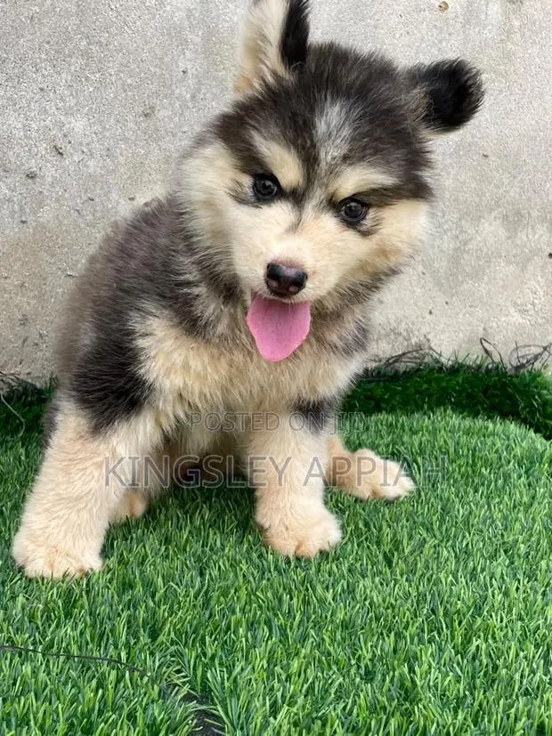 1-3 months Male Purebred Siberian Husky · Photo 1