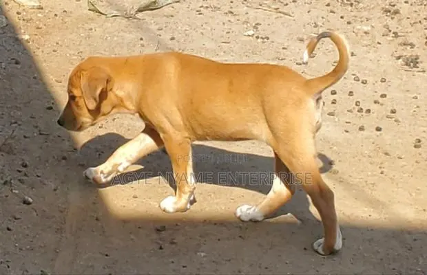 1-3 months Female Mixed Breed Dog · Photo 1