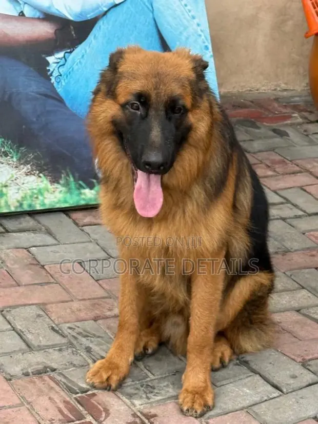 1+ year Female Purebred German Shepherd · Photo 1