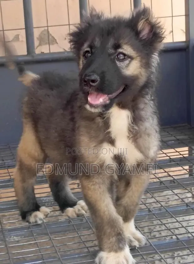 1-3 months Female Purebred Caucasian Shepherd · Photo 1