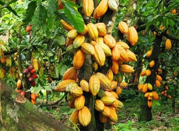 Exotic Cocoa Seedling · Photo 1