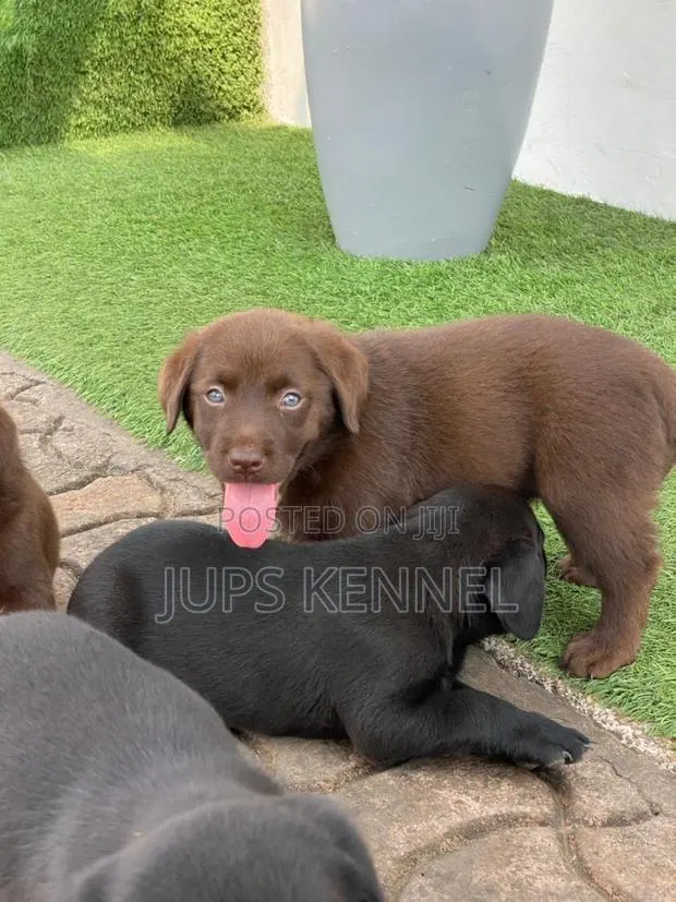 1-3 months Female Purebred Labrador Retriever · Photo 1