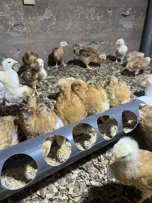 Chicken Sasso · Photo 3