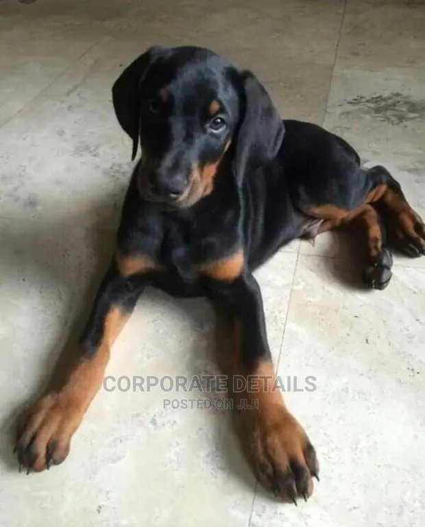 1-3 months Male Purebred Doberman Pinscher · Photo 1