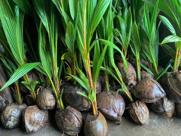 Agricultural Seedlings(Coconut) · Photo 1