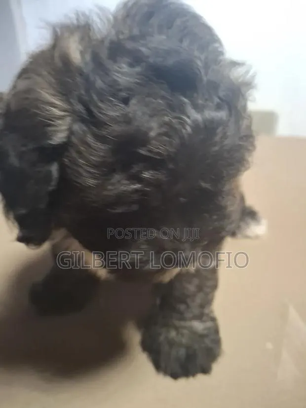 1-3 months Male Purebred Poodle · Photo 2