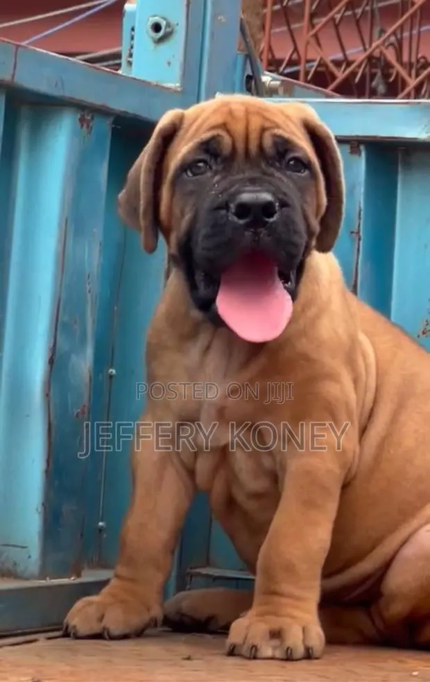 1-3 months Male Purebred Bullmastiff · Photo 1