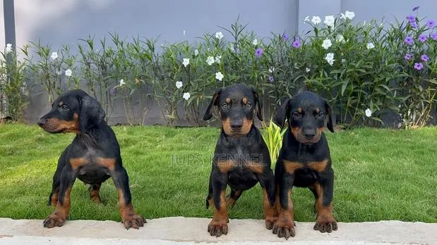 1-3 months Female Purebred Doberman Pinscher · Photo 1