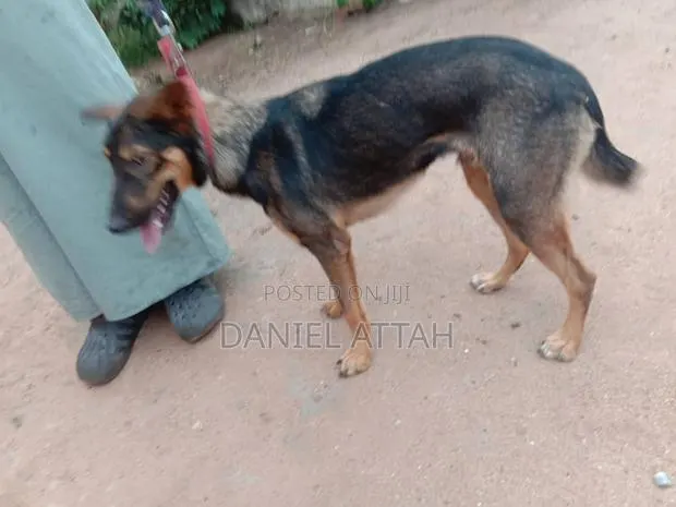 6-12 months Male Purebred German Shepherd · Photo 1