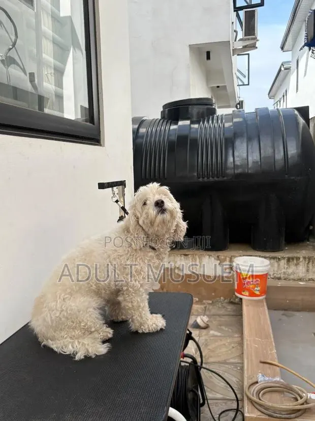 Puppy Grooming Accra Ghana | Puppy Bathing & Full Grooming Hair Cut · Photo 1