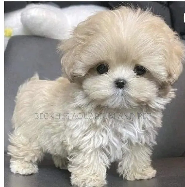 0-1 month Male Purebred Maltese · Photo 1