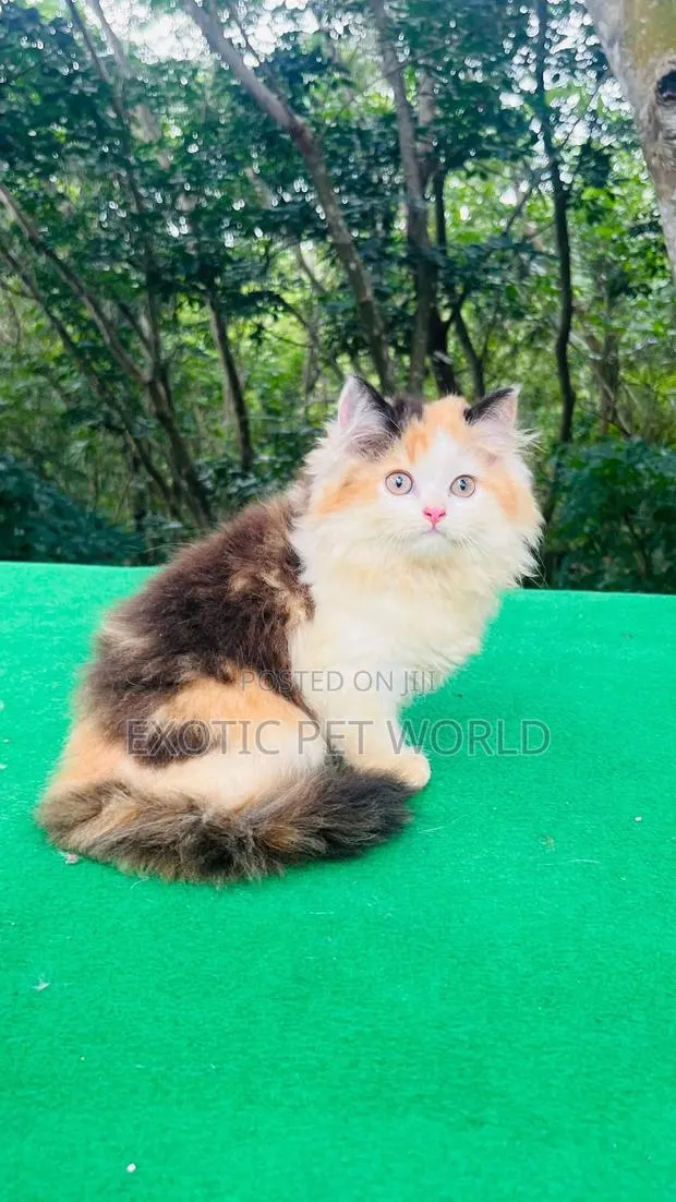 1-3 months Female Purebred Persian · Photo 1