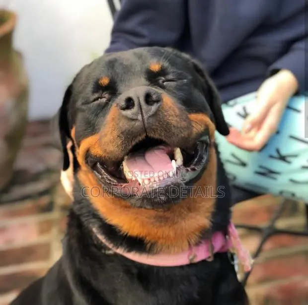1+ year Male Purebred Rottweiler · Photo 1