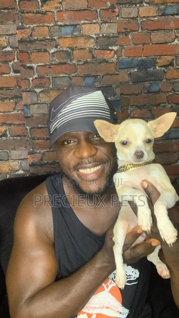 1-3 months Male Purebred Chihuahua · Photo 1