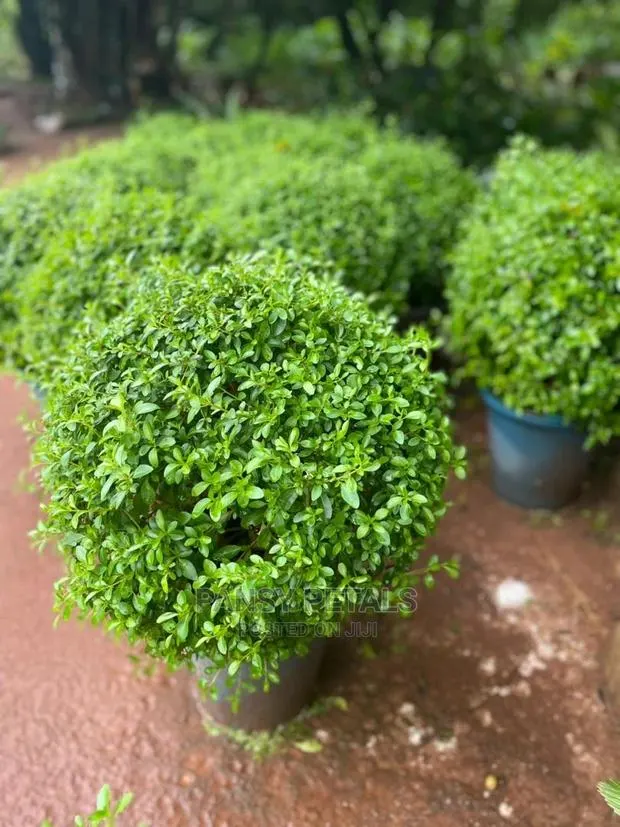 Boxus Plant for Sale · Photo 1
