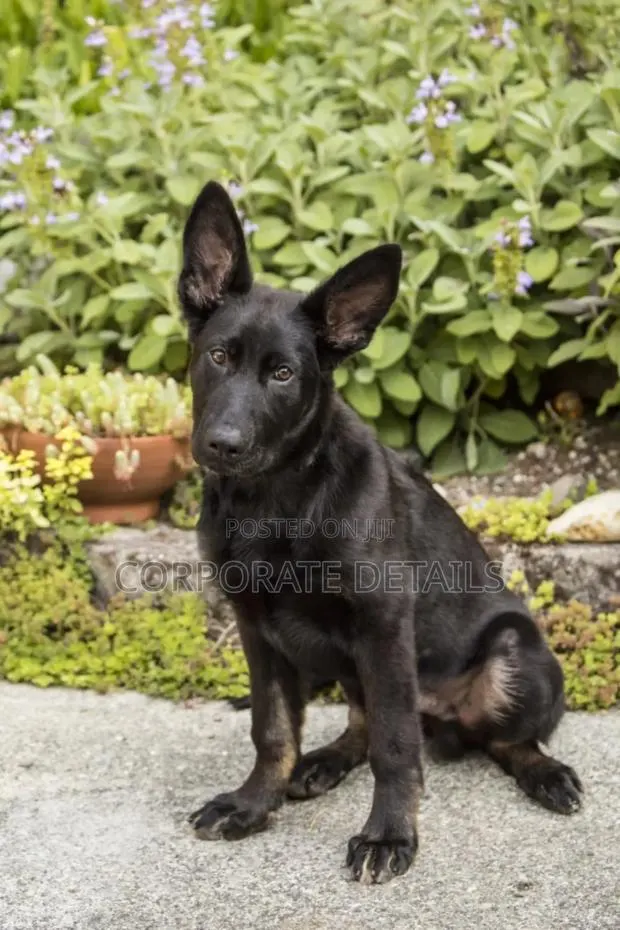 6-12 months Male Purebred German Shepherd · Photo 1