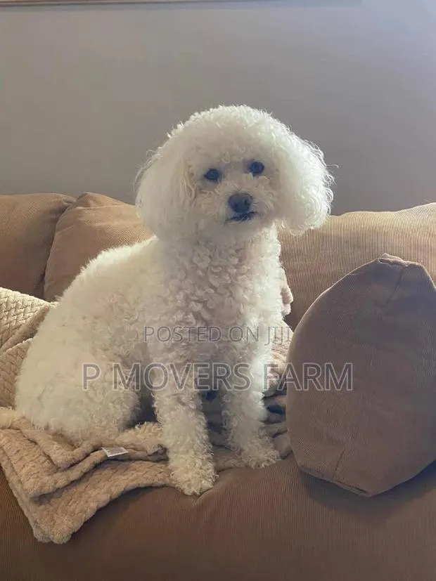 1-3 months Female Purebred Poodle · Photo 1