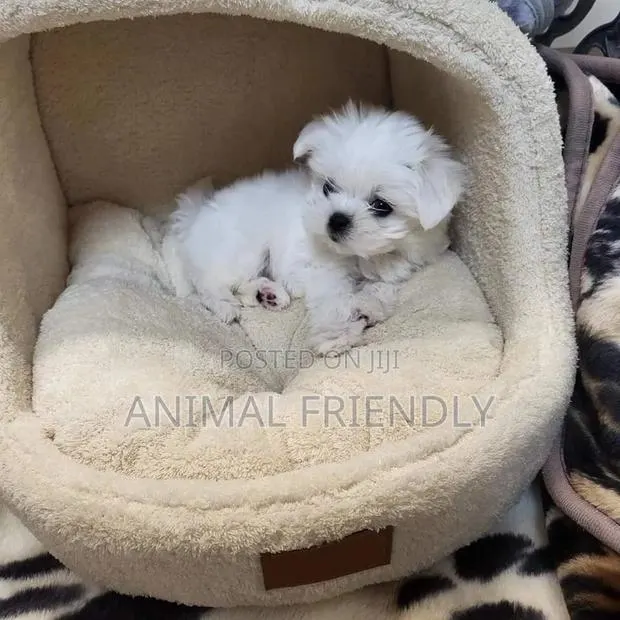 1-3 months Male Purebred Maltese · Photo 1