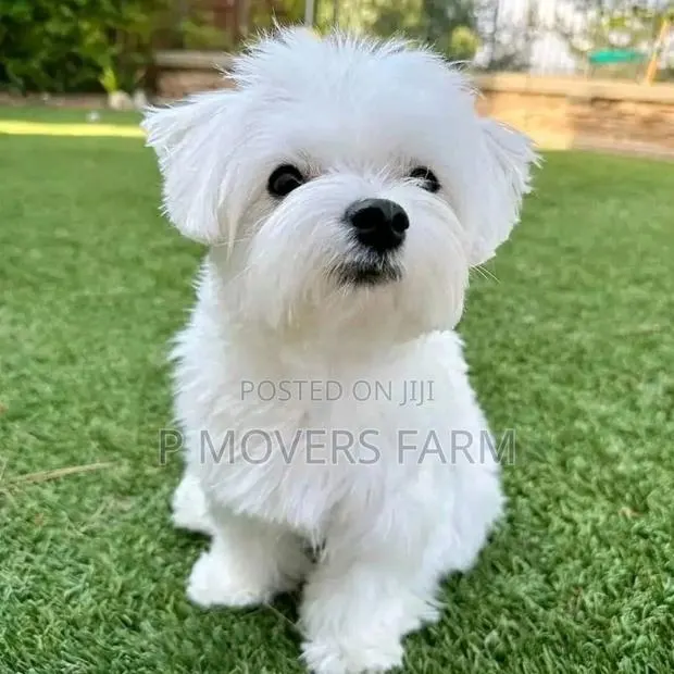1-3 months Female Purebred Poodle · Photo 1