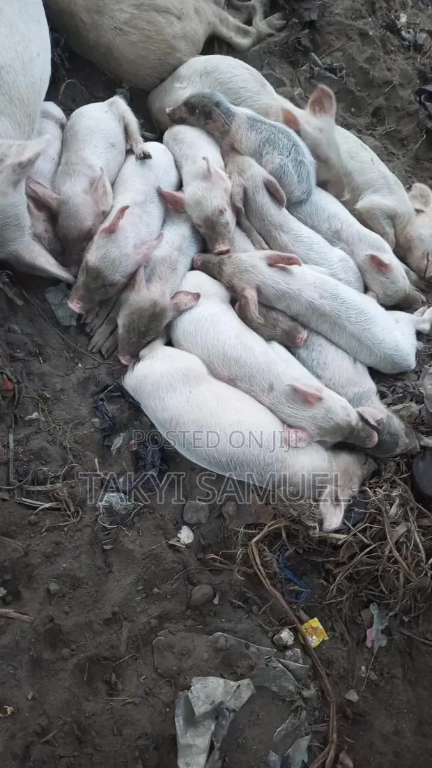 Our Day Farm · Photo 1
