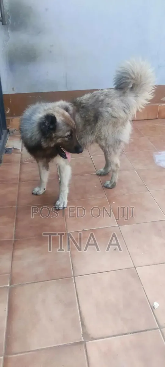 1+ year Male Purebred Caucasian Shepherd · Photo 1