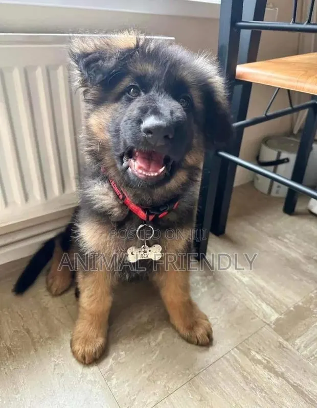 1-3 months Male Purebred German Shepherd · Photo 1