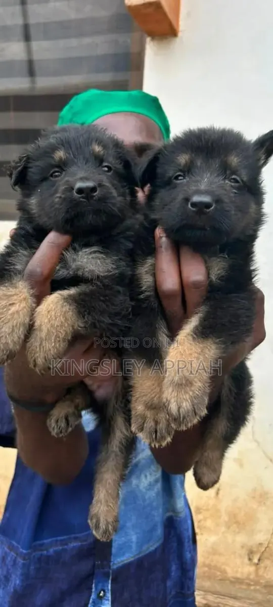 1-3 months Male Purebred German Shepherd · Photo 1