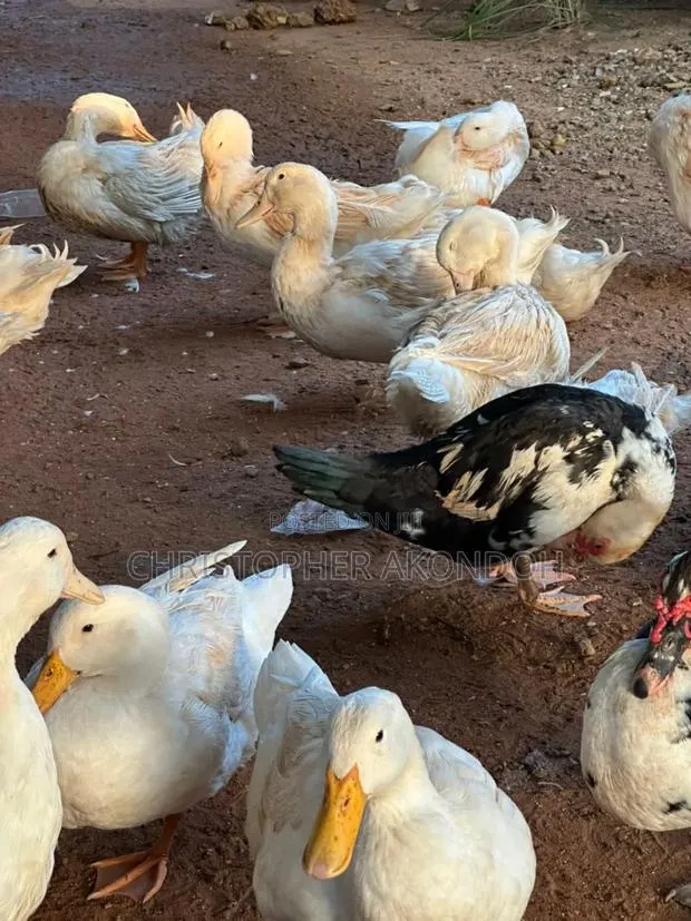 Mature Pekins