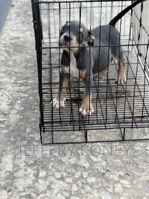 1-3 months Male Purebred American Bully · Photo 1