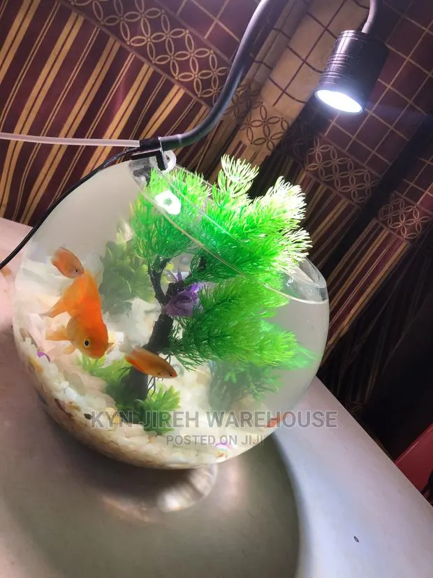 Fish Bowl Aquarium With 3 Fishes · Photo 1