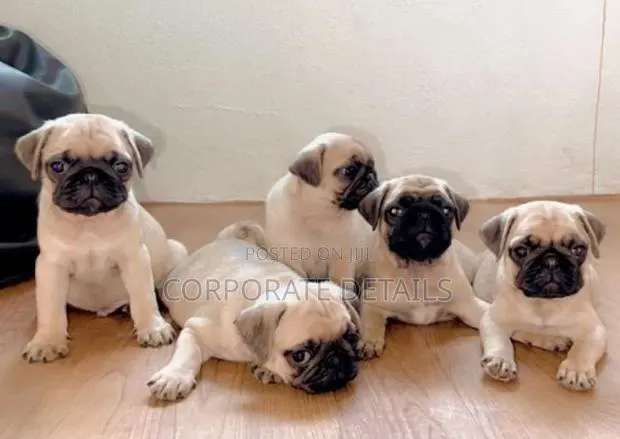 1-3 months Female Purebred Pug · Photo 1