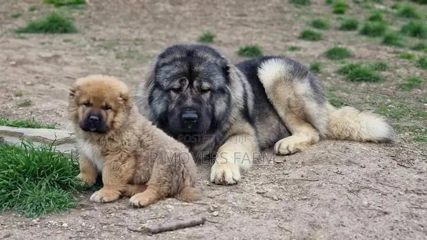 1-3 months Male Purebred Caucasian Shepherd · Photo 1