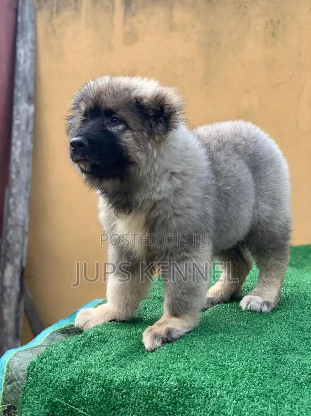 1-3 months Female Purebred Caucasian Shepherd · Photo 1