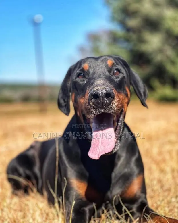 1+ year Male Purebred Doberman Pinscher · Photo 1